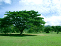 TCp6