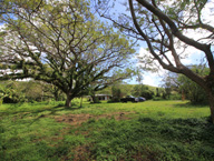 グアムロケ地・草原・庭・公園