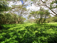 グアムロケ地・草原・庭・公園